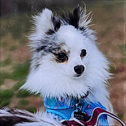 Whiskey is registered to the contest to win money with this photo: animal, canine, cockerspaniel, dog, eskimodog, fox, headlight, papillon, pet, puppy, transportation, vehicle, whitedog