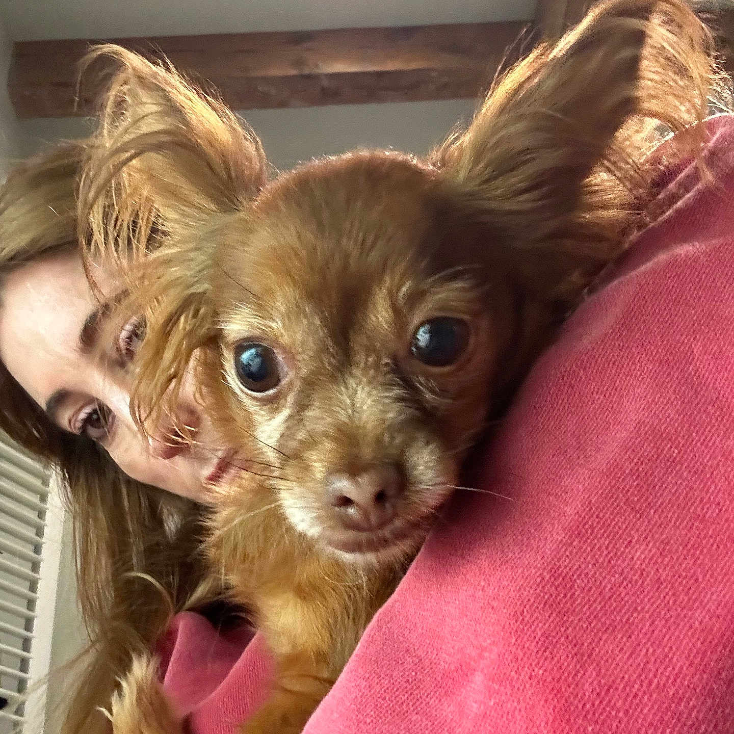 Minii is registered to the contest to win money with this photo: animal, brown_dog, close_up, companion, cozy, cute, dog, ears, eyes, face, indoor, person, pet, pink_sweater, portrait, small_dog, snuggle, warm_lighting, woman, wooden_beams
