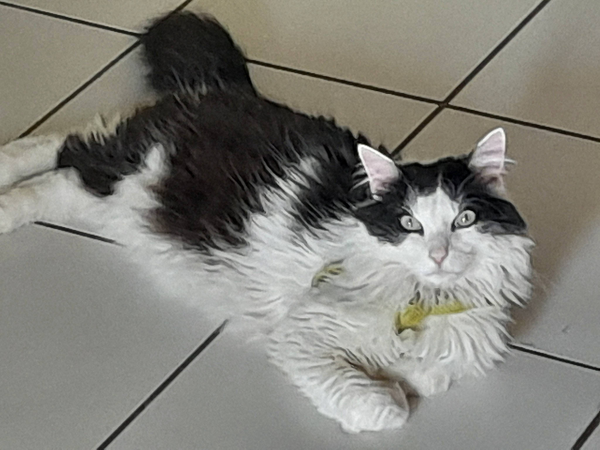 Mao a rejoint le concours — aidez-le/la à gagner de superbes lots ! carnivore, cat, claw, domestic_short_haired_cat, felidae, fur, monochrome, monochrome_photography, paw, plant, small_to_medium_sized_cats, snout, tail, terrestrial_animal, whiskers, window