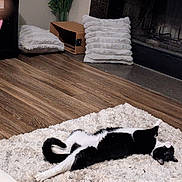 Solomon is registered to the contest to win money with this photo: cat, black_and_white, stretching, rug, floor, wooden_floor, cushion, fireplace, cozy, indoor, pet, relaxed, furniture, home, living_room, animal, soft_texture, comfort, resting, domestic
