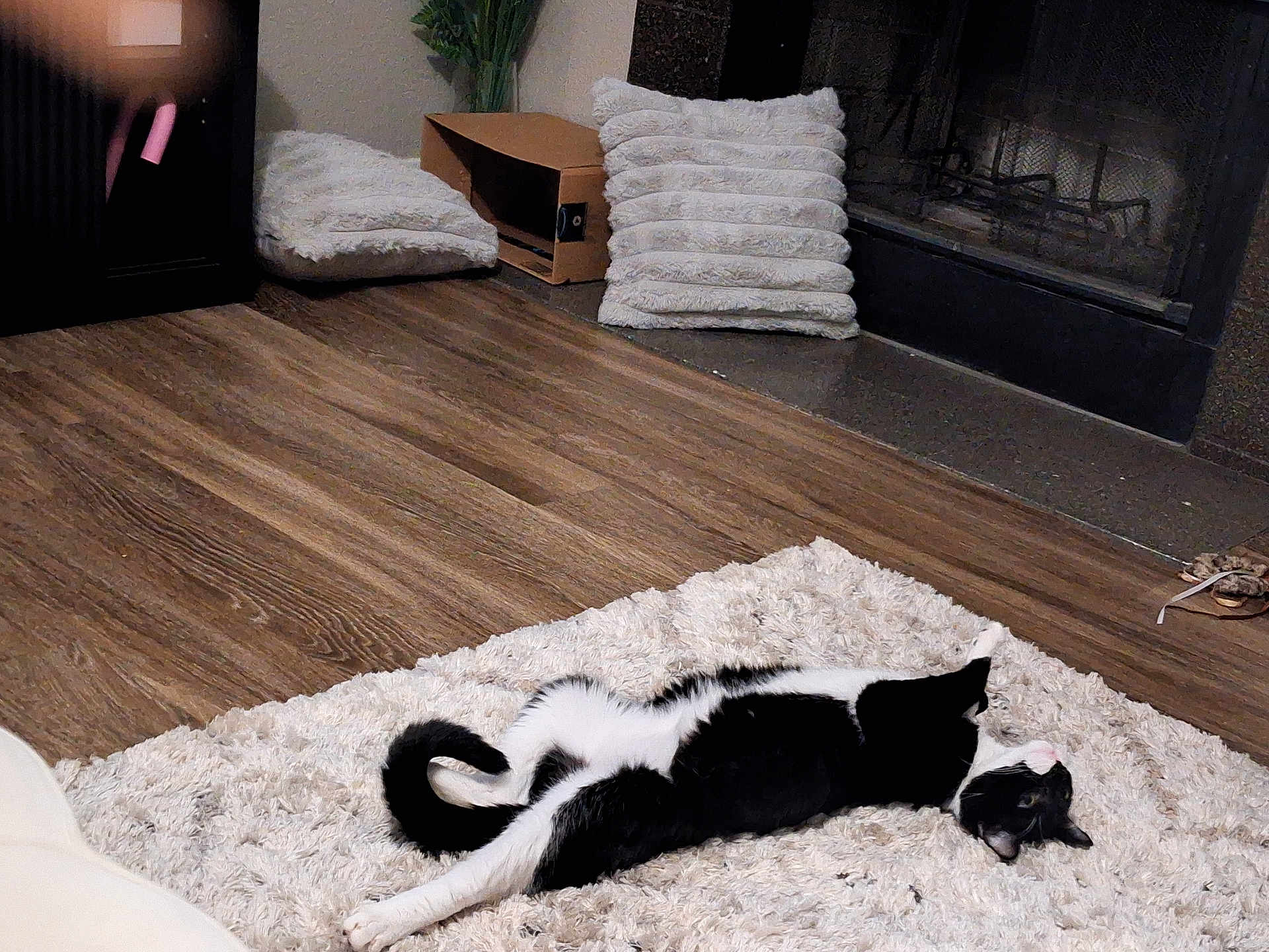 Solomon is registered to the contest to win money with this photo: cat, black_and_white, stretching, rug, floor, wooden_floor, cushion, fireplace, cozy, indoor, pet, relaxed, furniture, home, living_room, animal, soft_texture, comfort, resting, domestic