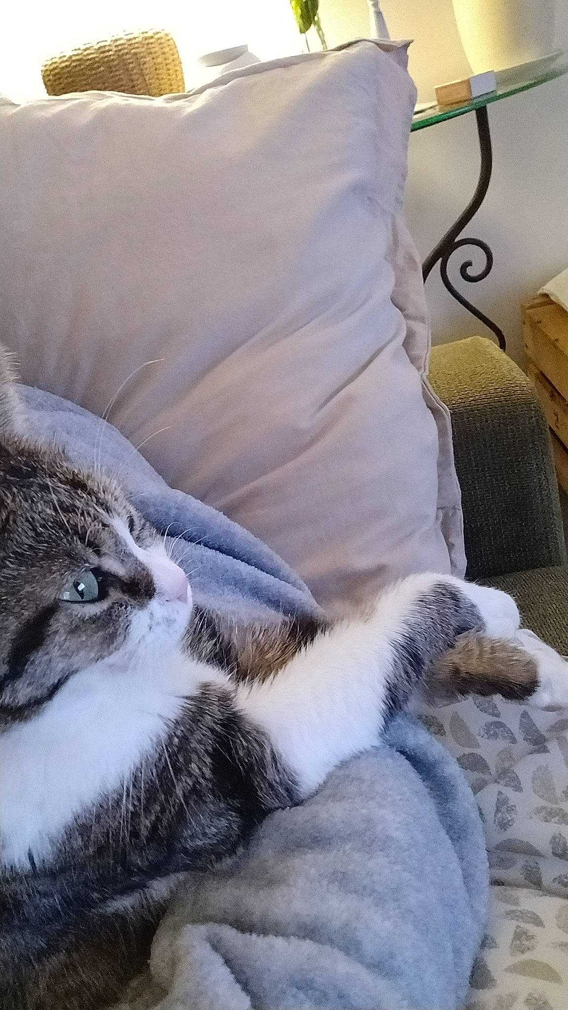 Aya a rejoint le concours — aidez-le/la à gagner de superbes lots ! bed, bed_sheet, bedding, carnivore, cat, comfort, couch, domestic_short_haired_cat, duvet, fawn, felidae, fur, grey, linens, nap, paw, small_to_medium_sized_cats, snout, tail, whiskers