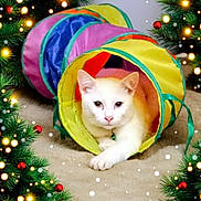 Milo joined the competition — help win amazing prizes! animal, carpet, cat, christmas_tree, collar, colorful, cozy, cute, decorations, festive, green_bell, holiday_lights, indoor, paw, pet, play_tunnel, relaxed, snow_effect, toy, white_cat