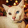 Milo is registered to the contest to win money with this photo: cat, white_cat, heterochromia, blue_eye, amber_eye, close_up, whiskers, pink_nose, indoor, warm_lighting, autumn_decor, pumpkin, soft_focus_background, domestic_cat, pet, animal, cute, feline, portrait, collar