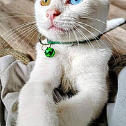 Milo joined the competition — help win amazing prizes! cat, white_cat, heterochromia, blue_eye, amber_eye, pet, animal, whiskers, collar, bell, stretching, feline, indoor, closeup, soft_fur, curious, floor, domestic_cat, cute, portrait