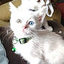 kitten, white_cat, heterochromia, collar, bell, indoor, couch, pet, cute, fur, whiskers, animal, two_kittens, relaxing, small_cat, domestic_cat, feline, home, soft_fur, young_animal