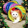 Milo joined the competition — help win amazing prizes! cat, white_cat, play_tunnel, colorful, indoor, carpet, holiday_decorations, christmas_lights, red_ornaments, curious, pet, feline, paw, collar, green_bell, festive, cozy, cute, animal, home