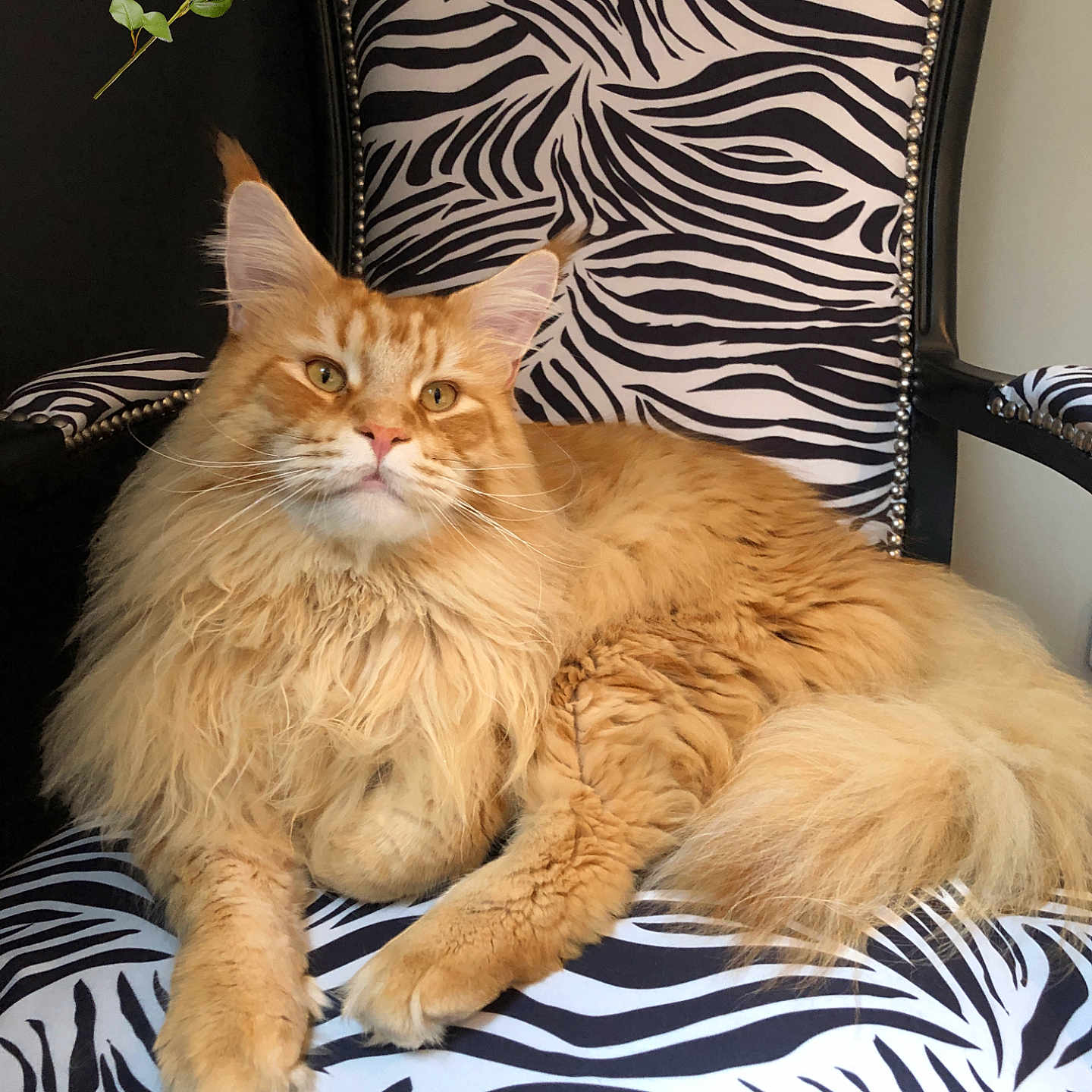 Rox Des Medicoons joined the competition — help win amazing prizes! abyssinian, animal, armchair, cat, chair, couch, cushion, flower, flowerarrangement, flowerbouquet, furniture, homedecor, indoors, interiordesign, kitten, manx, pet, petal, plant, rose