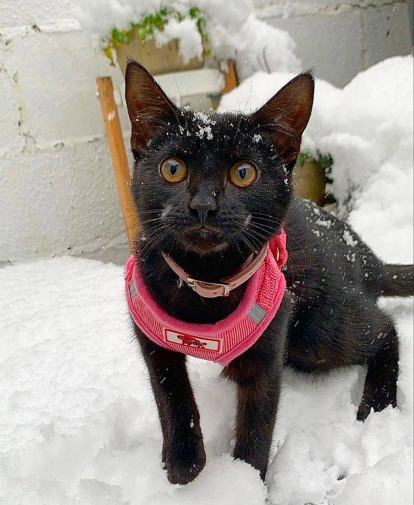 Lavender joined the competition — help win amazing prizes! black_cat, bombay, carnivore, cat, cat_supply, collar, dog_breed, dog_collar, domestic_short_haired_cat, fawn, felidae, freezing, fur, pet_supply, small_to_medium_sized_cats, snout, snow, tail, whiskers, winter