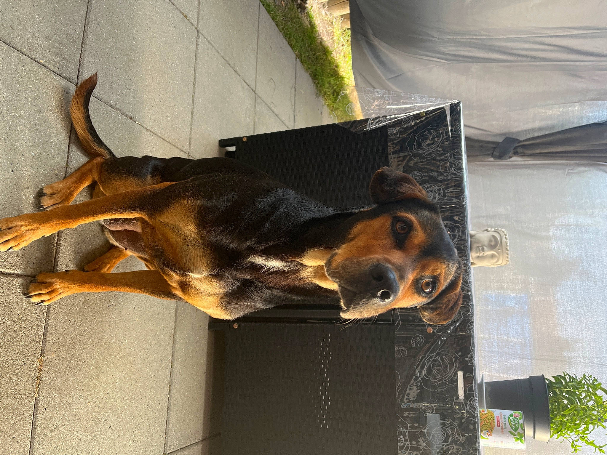 Melissa participe au concours pour gagner de l'argent avec cette photo : canidae, carnivore, collar, companion_dog, dog, dog_breed, dog_collar, fawn, fur, guard_dog, hunting_dog, leash, liver, pet_supply, plant, snout, sporting_group, tail, working_animal, working_dog