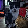 animal, appliance, black_and_white, cat, cozy, curtain, domestic, flooring, furniture, heater, home, indoor, kitchen, pet, red_cabinets, sitting, table, warm_light, window, wood_floor