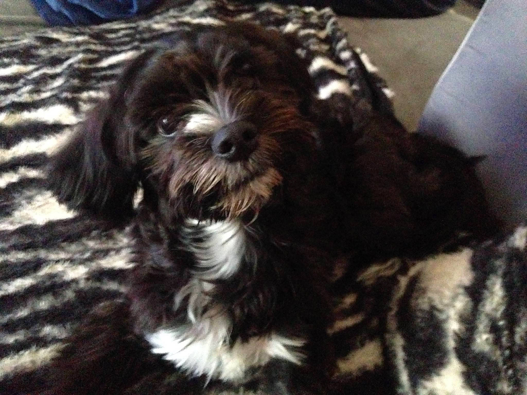 Prince a rejoint le concours — aidez-le/la à gagner de superbes lots ! canidae, carnivore, cockapoo, companion_dog, dog, dog_breed, fur, liver, poodle_crossbreed, puppy_love, shih_poo, small_terrier, snout, sporting_group, terrestrial_animal, terrier, toy_dog, water_dog, working_animal, yorkipoo