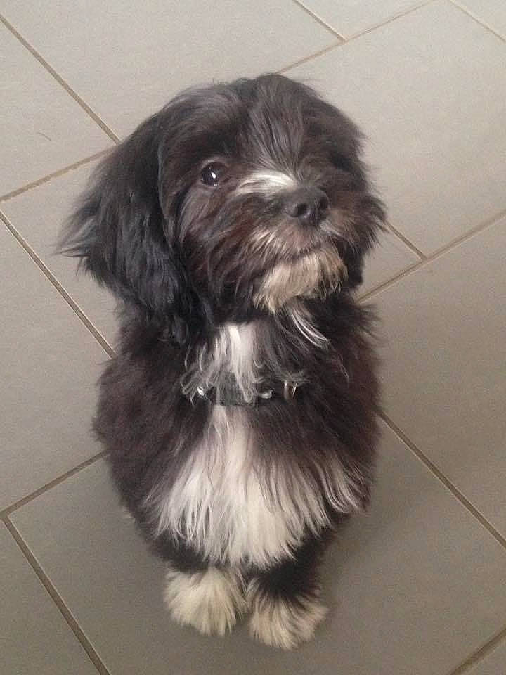 Prince participe au concours pour gagner de l'argent avec cette photo : biewer_terrier, canidae, carnivore, cockapoo, companion_dog, dog, dog_breed, flooring, fur, liver, maltepoo, puppy, shih_poo, small_terrier, snout, sporting_group, terrier, tile_flooring, toy_dog, working_animal