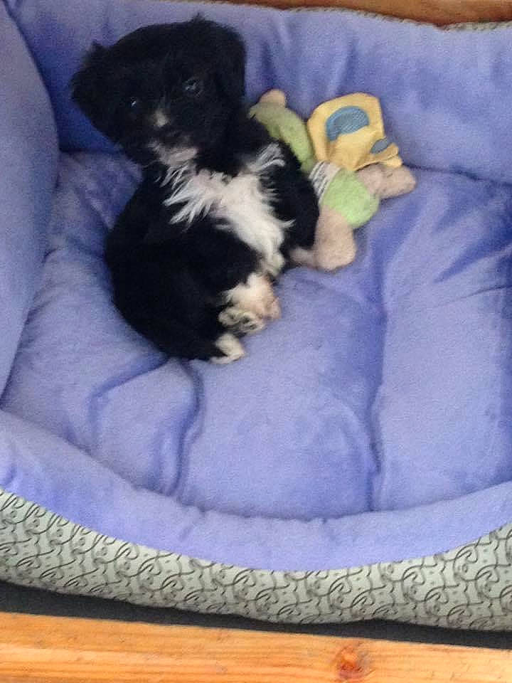 Prince participe au concours pour gagner de l'argent avec cette photo : black_cat, carnivore, cat_bed, cat_supply, comfort, companion_dog, couch, dog, dog_bed, dog_breed, dog_supply, felidae, fur, pet_supply, small_to_medium_sized_cats, sporting_group, tail, terrestrial_animal, white, working_animal