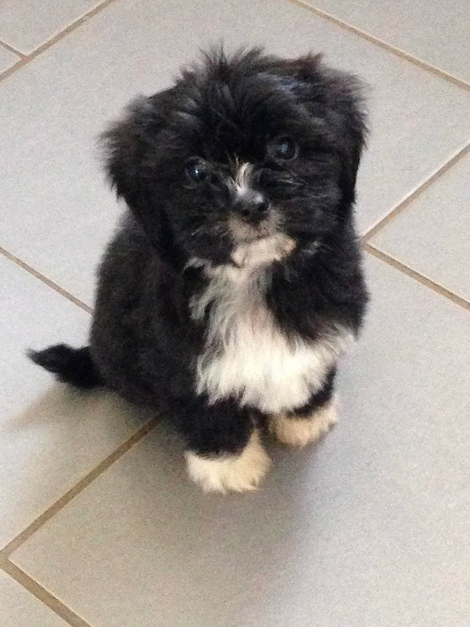 Prince a rejoint le concours — aidez-le/la à gagner de superbes lots ! art, canidae, carnivore, companion_dog, dog, dog_breed, eye, fawn, flooring, fur, iris, liver, non_sporting_group, snout, sporting_group, tail, terrestrial_animal, toy_dog, whiskers, working_animal