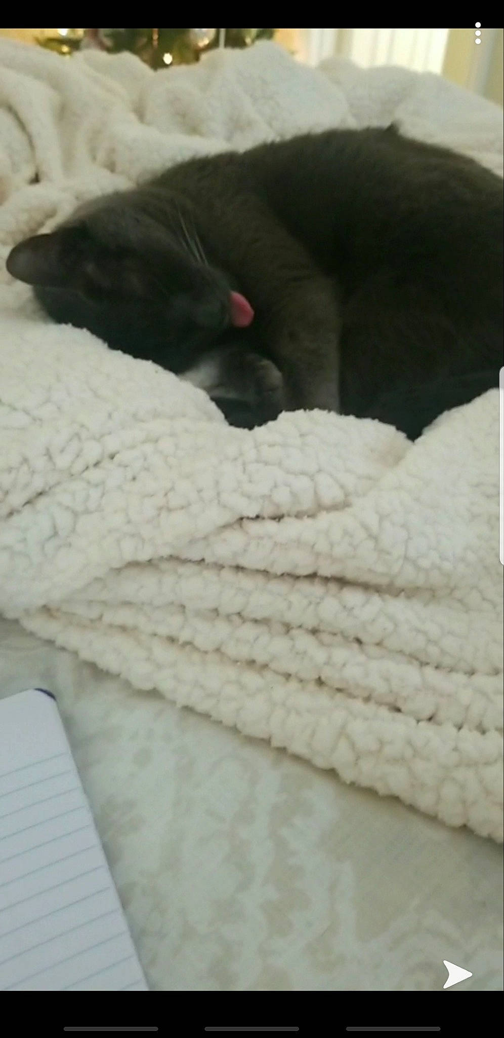 Teddy joined the competition — help win amazing prizes! blanket, carnivore, cat, cat_bed, comfort, felidae, fur, grey, knitting, linens, nap, sleep, small_to_medium_sized_cats, snout, textile, thread, towel, vertebrate, wool, woolen