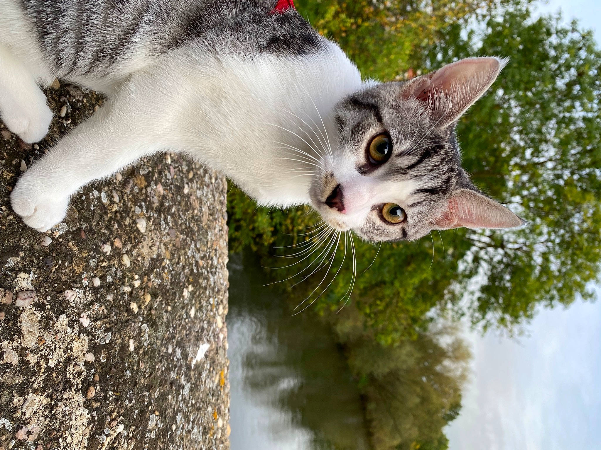 Sully a rejoint le concours — aidez-le/la à gagner de superbes lots ! art, carnivore, cat, cloud, domestic_short_haired_cat, felidae, fur, grass, organism, plant, sky, small_to_medium_sized_cats, snout, tail, tree, twig, water, whiskers, wildlife, wood