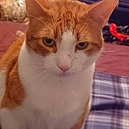 Buster is registered to the contest to win money with this photo: animal, background, cat, close_up, domestic_animal, ears, expression, face, feline, focused, fur, ginger_cat, household, indoor, pet, plaid_blanket, sitting, soft_fur, whiskers, white_cat