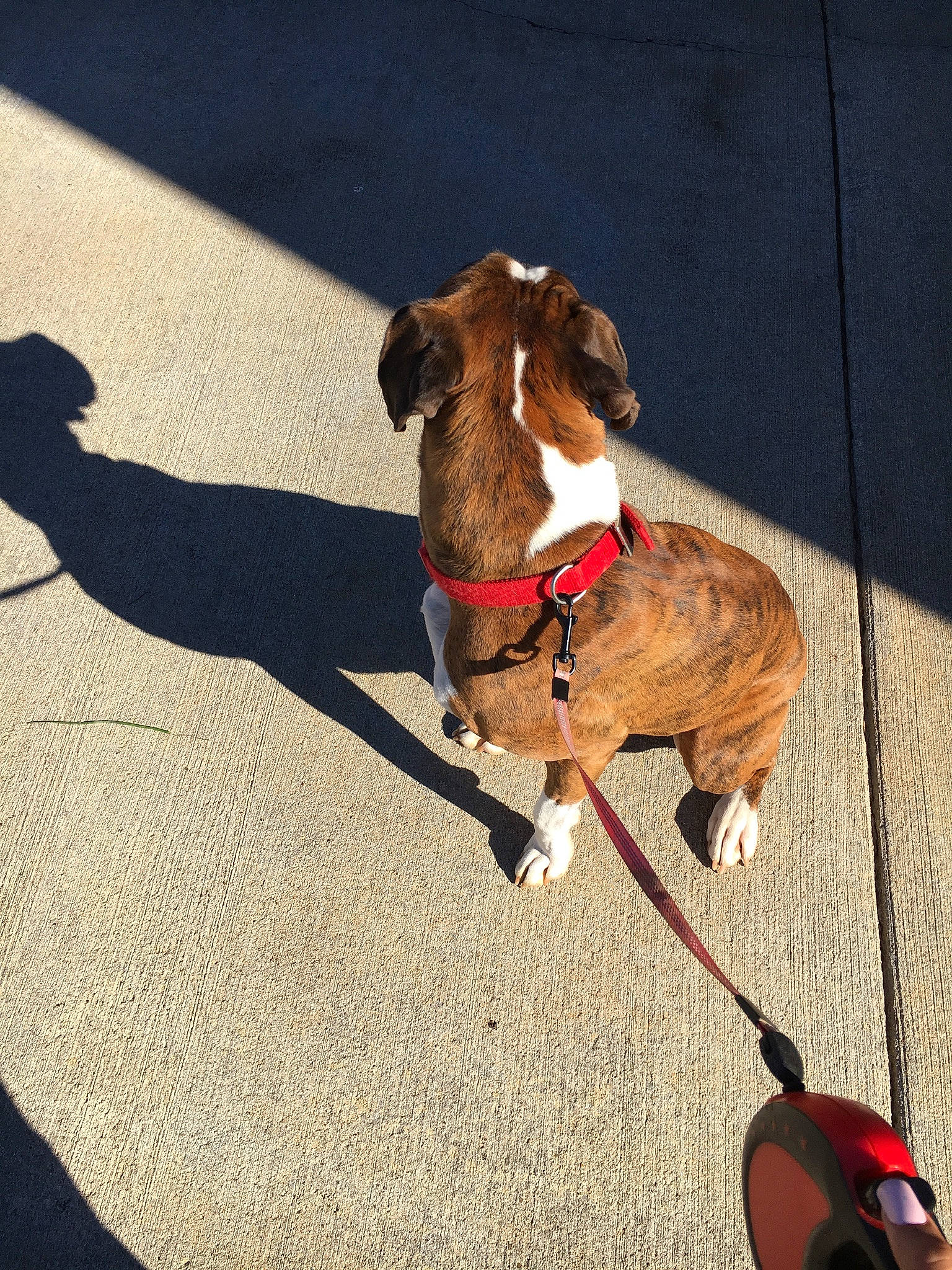 Cesar is registered to the contest to win money with this photo: canidae, carnivore, collar, companion_dog, dog, dog_breed, dog_collar, dog_toy, dog_walking, fawn, leash, puppy, shadow, sporting_group, tail