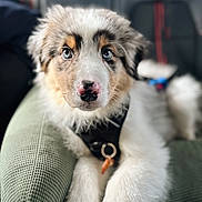 August participe au concours pour gagner de l'argent avec cette photo : puppy, dog, blue_eyes, fluffy, cushion, indoor, pet, closeup, portrait, relaxed, fur, black_harness, nose, cute, animal, young_dog, looking_at_camera, soft_light, seated, domestic_animal