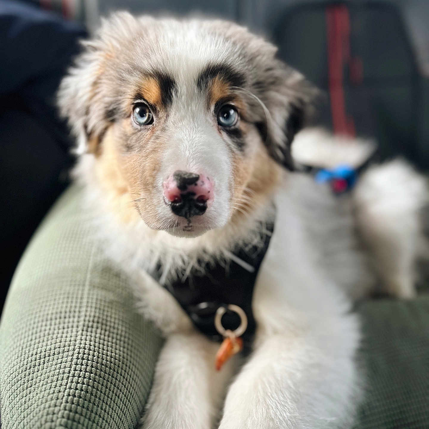 August participe au concours pour gagner de l'argent avec cette photo : puppy, dog, blue_eyes, fluffy, cushion, indoor, pet, closeup, portrait, relaxed, fur, black_harness, nose, cute, animal, young_dog, looking_at_camera, soft_light, seated, domestic_animal