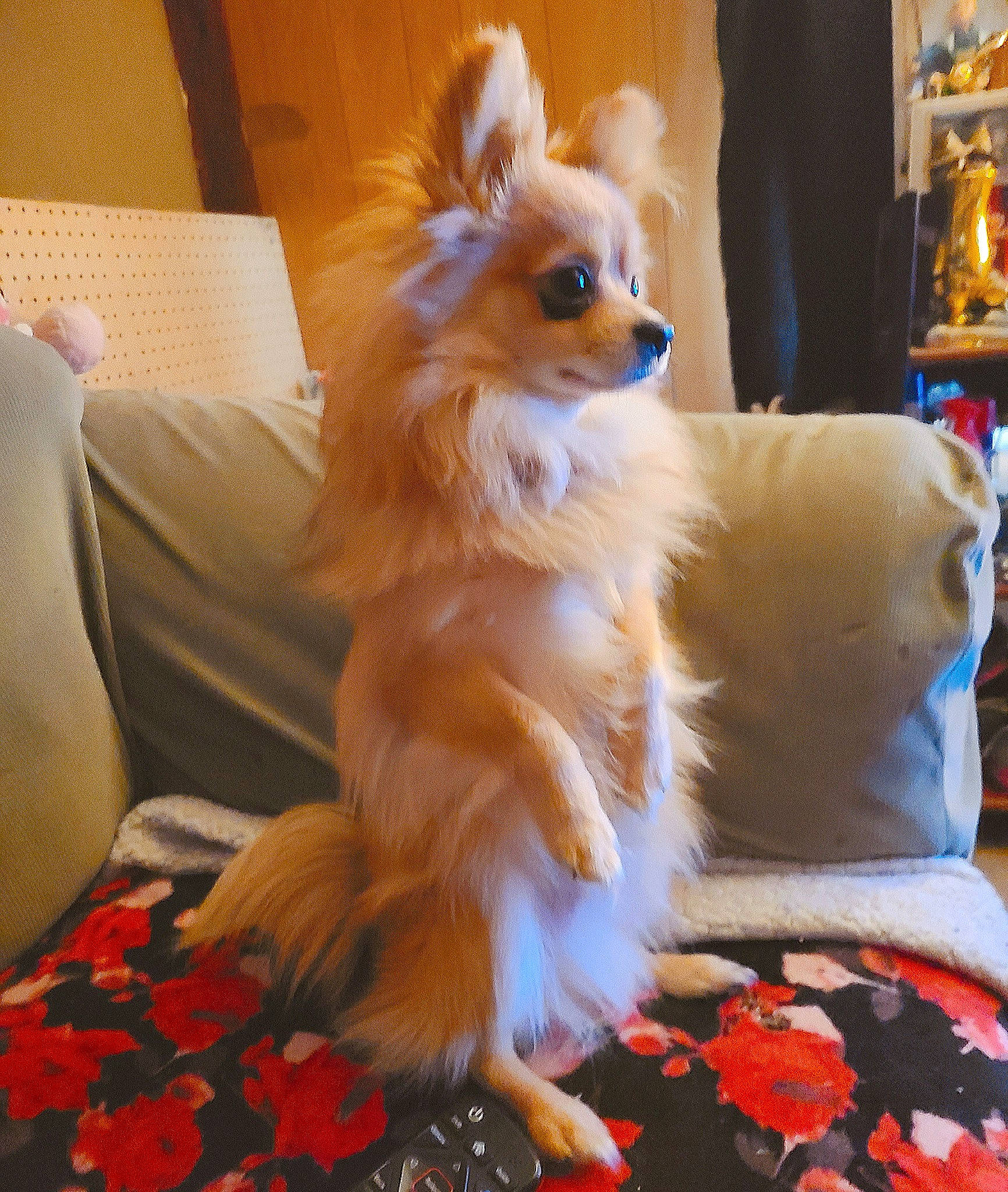 Bowie joined the competition — help win amazing prizes! carnivore, companion_dog, dog, dog_breed, dog_supply, fawn, flooring, fur, german_spitz, orange, papillon, pomeranian, snout, spitz, sporting_group, toy, toy_dog, volpino_italiano, whiskers, wood