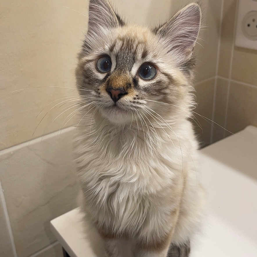 Yookie participe au concours pour gagner de l'argent avec cette photo : animal, bathroom, blue_eyes, cat, curious, cute, ears, feline, fluffy, fur, household, indoor, kitten, pet, portrait, sitting, tile, whiskers, white_surface, young