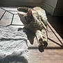 cat, sunlight, wooden_floor, rug, furry, window, shadow, indoor, pet, relaxing, animal, cozy, mesh_screen, domestic, fur, whiskers, paws, resting, natural_light, home