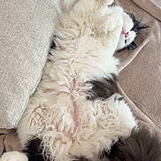 Baoly participe au concours pour gagner de l'argent avec cette photo : cat, fluffy, black_and_white, sleeping, relaxed, cozy, blanket, cushion, pet, indoor, fur, tail, paw, resting, cute, animal, domestic, comfortable, feline, laying_down