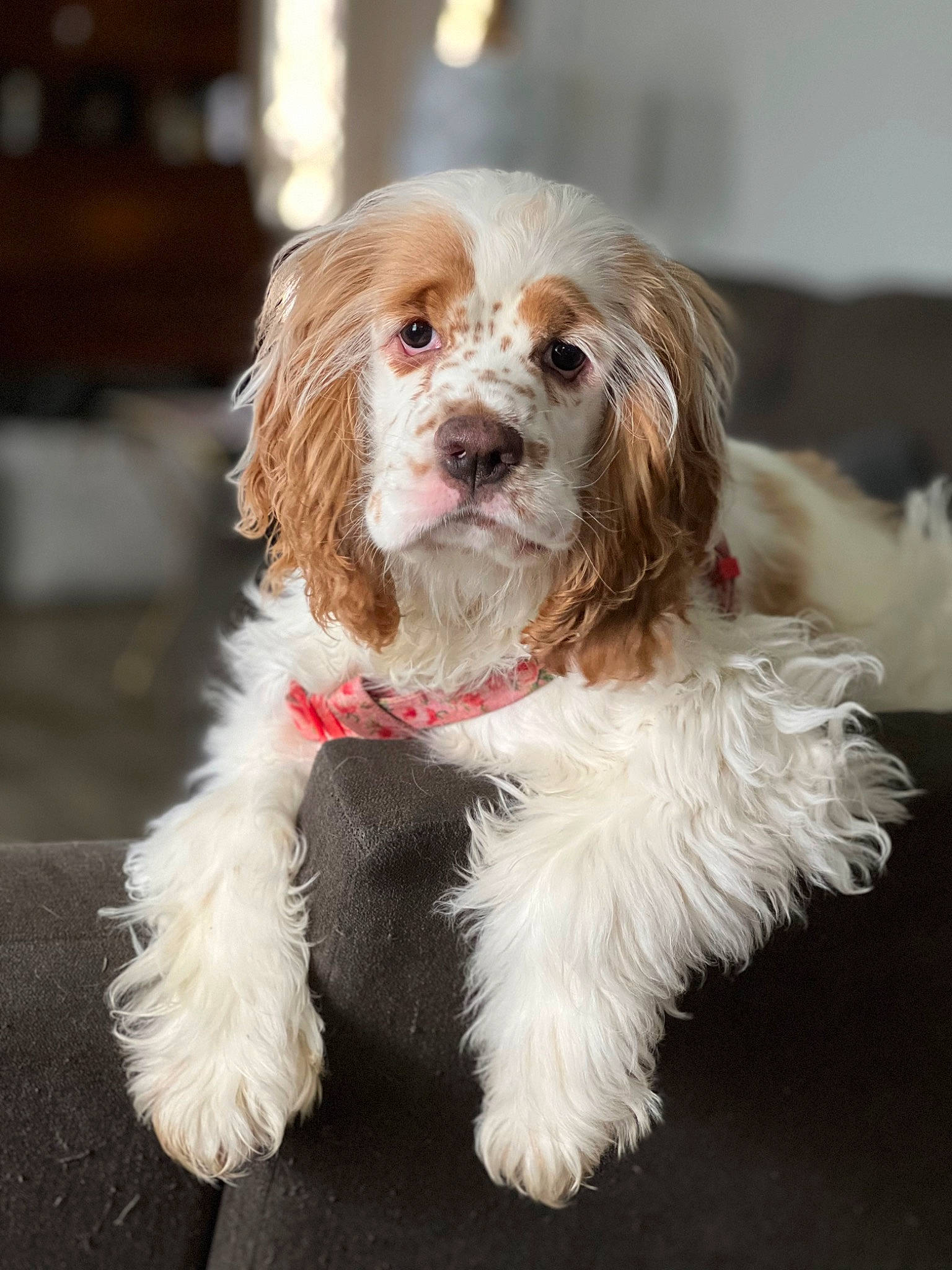 Dottie May is registered to the contest to win money with this photo: canidae, carnivore, companion_dog, dog, dog_breed, dog_supply, fawn, fur, liver, mal_shi, maltepoo, non_sporting_group, puppy, puppy_love, small_terrier, snout, sporting_group, terrier, toy_dog, working_animal