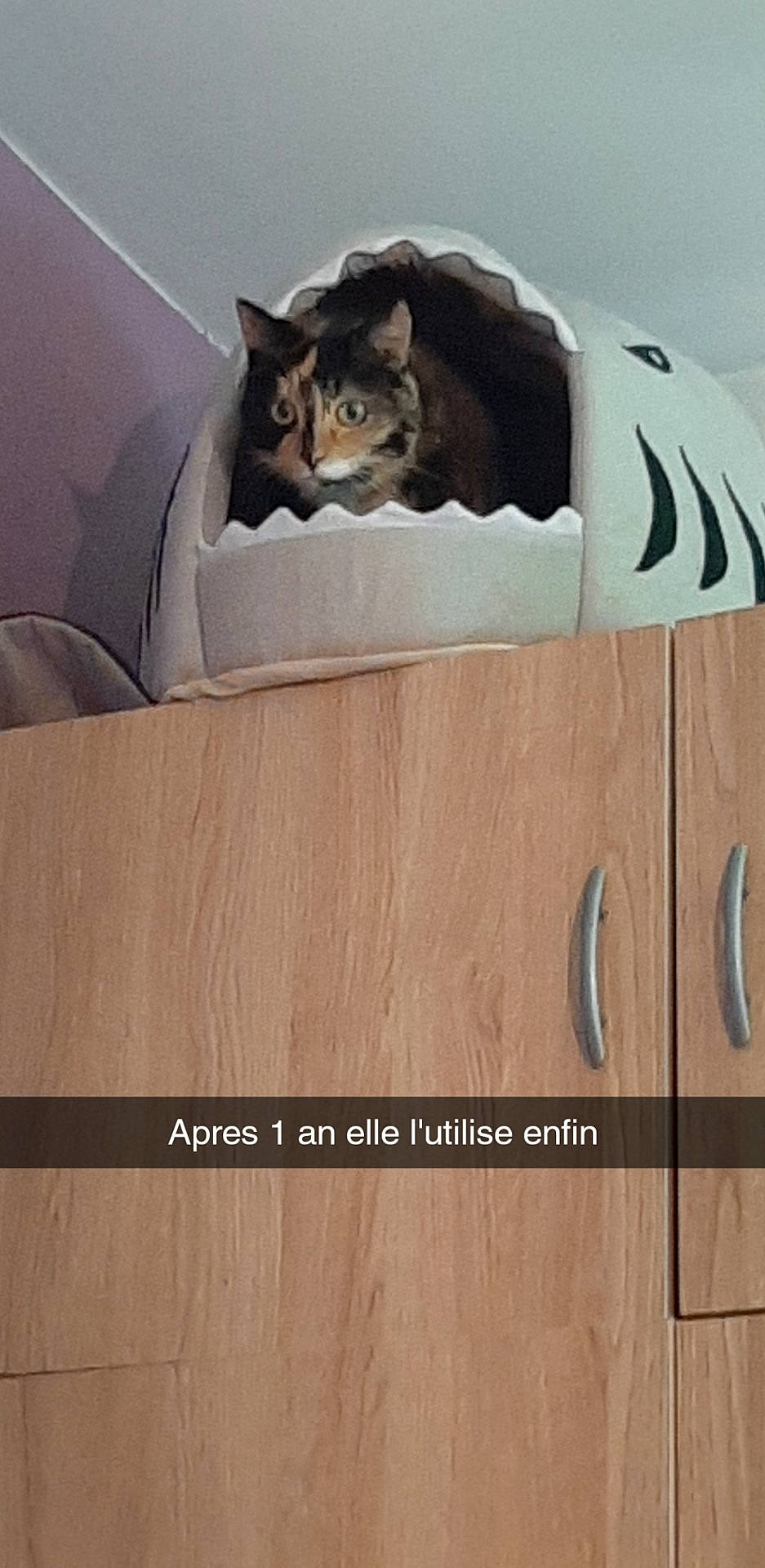 Galaxy a rejoint le concours — aidez-le/la à gagner de superbes lots ! asian, box, carnivore, cat, domestic_short_haired_cat, felidae, furniture, kitten, photo_caption, small_to_medium_sized_cats, tail, whiskers, wood