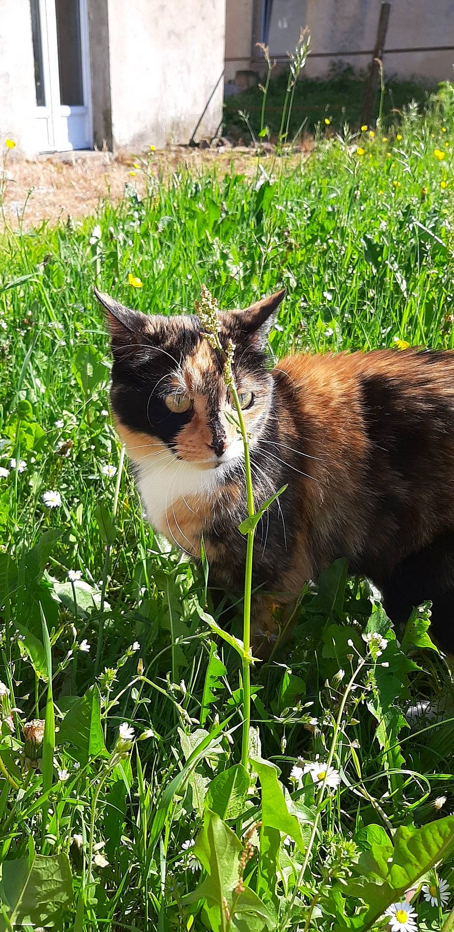 Galaxy a rejoint le concours — aidez-le/la à gagner de superbes lots ! carnivore, cat, domestic_short_haired_cat, fawn, felidae, goats, grass, grass_family, plant, small_to_medium_sized_cats, whiskers, wildlife