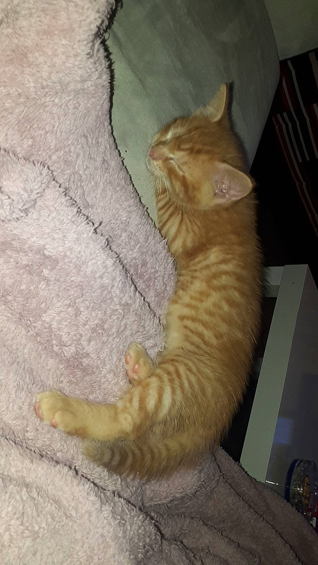 Pirouette a rejoint le concours — aidez-le/la à gagner de superbes lots ! arabian_mau, asian, australian_mist, carnivore, cat, claw, domestic_short_haired_cat, european_shorthair, fawn, felidae, fur, german_rex, polydactyl_cat, small_to_medium_sized_cats, tabby_cat, tail, whiskers