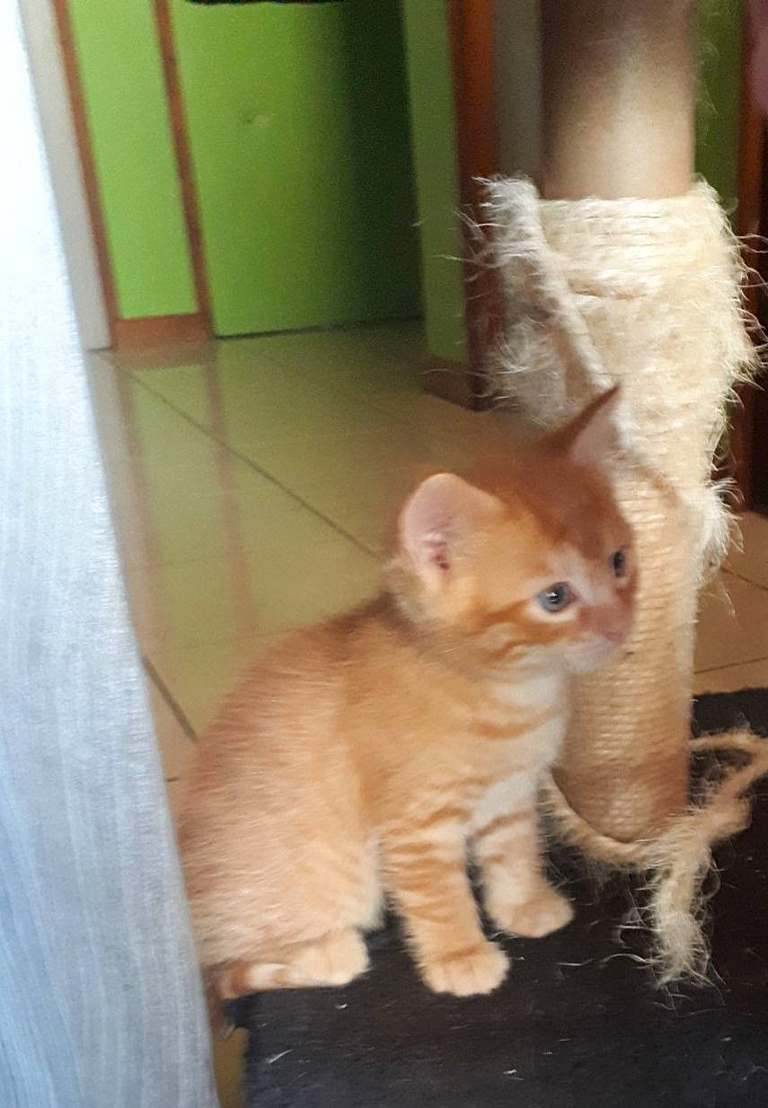 Pirouette a rejoint le concours — aidez-le/la à gagner de superbes lots ! american_curl, asian, carnivore, cat, domestic_short_haired_cat, european_shorthair, fawn, felidae, german_rex, kitten, mammal, munchkin, ojos_azules, persian, polydactyl_cat, small_to_medium_sized_cats, tail, turkish_angora, vertebrate, whiskers