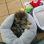 Aïko participe au concours pour gagner de l'argent avec cette photo : puppy, dog, pet_bed, plush, toy, floor, tile, indoor, cute, small, furry, cozy, resting, animal, domestic, brown, black, soft, comfortable, home
