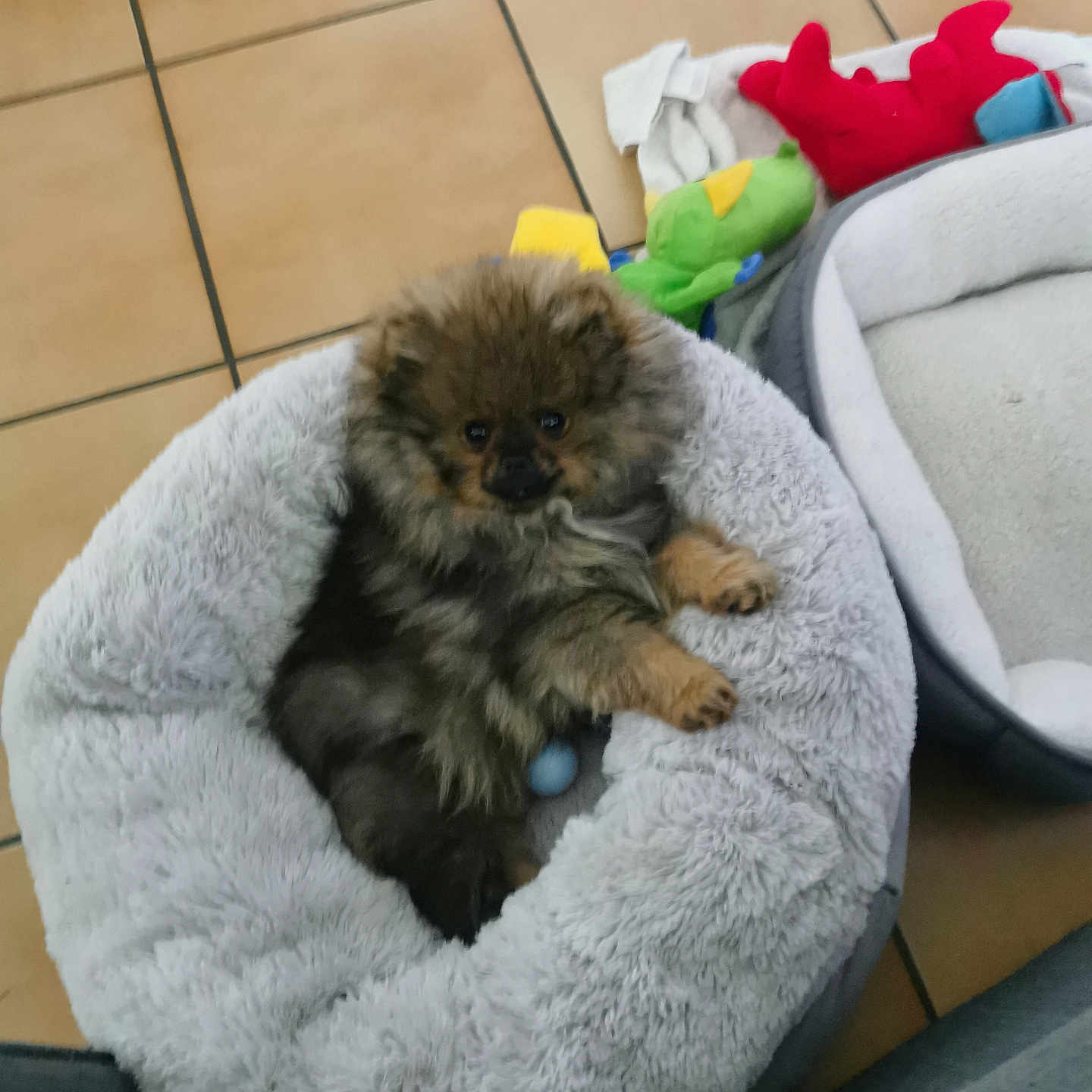 Aïko participe au concours pour gagner de l'argent avec cette photo : animal, black, brown, comfortable, cozy, cute, dog, domestic, floor, furry, home, indoor, pet_bed, plush, puppy, resting, small, soft, tile, toy