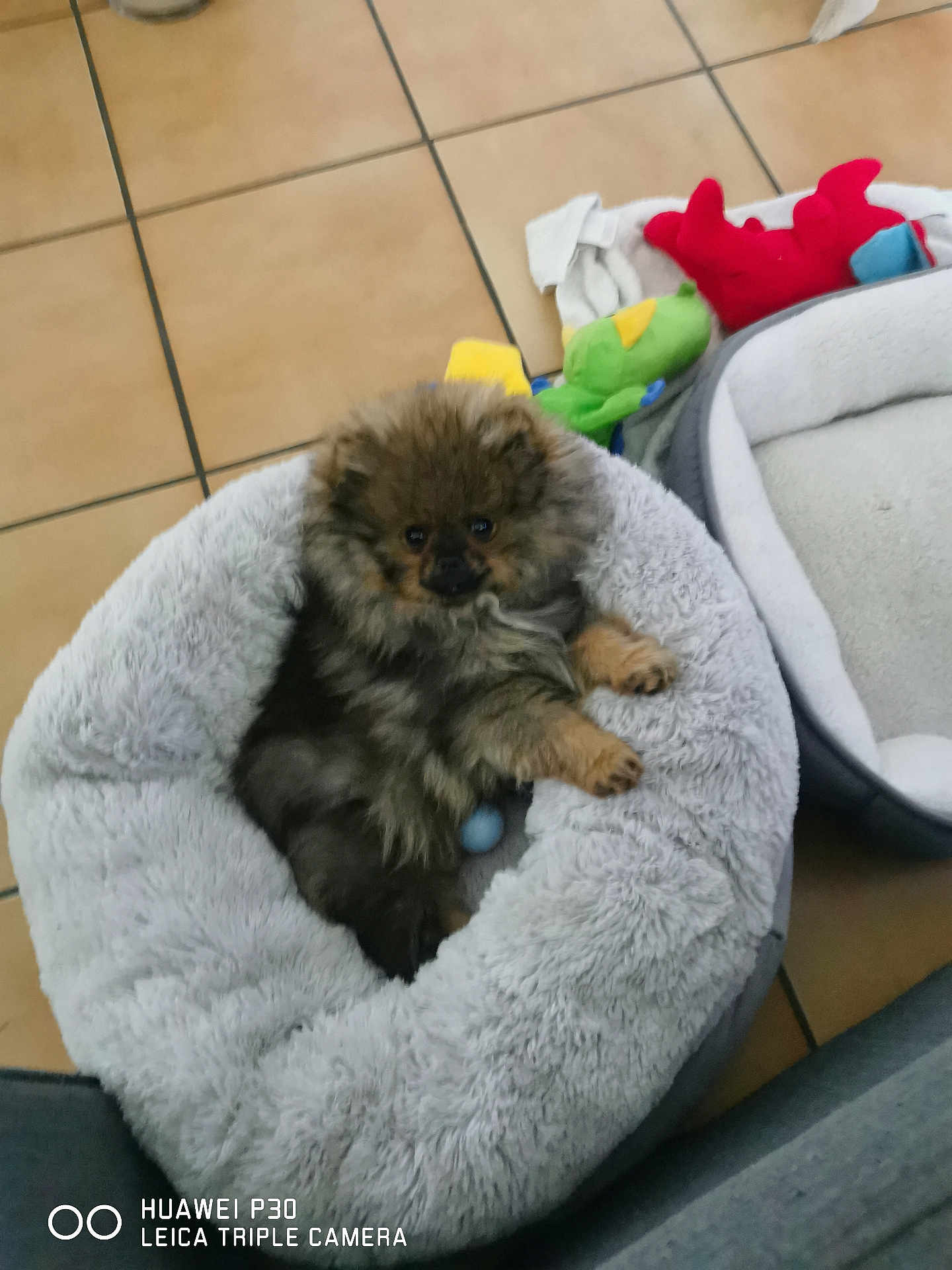 Aïko participe au concours pour gagner de l'argent avec cette photo : puppy, dog, pet_bed, plush, toy, floor, tile, indoor, cute, small, furry, cozy, resting, animal, domestic, brown, black, soft, comfortable, home