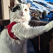 Rubis a rejoint le concours — aidez-le/la à gagner de superbes lots ! animal, balcony, black_patch, blue_sky, cat, curious, feline, fur, mountain, nature, outdoor, pet, portrait, red_harness, scenery, snow, sunlight, whiskers, white_cat, winter