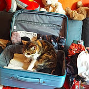 Minette a rejoint le concours — aidez-le/la à gagner de superbes lots ! carnivoran, cat, dog, furniture, product, room, small_to_medium_sized_cats, whiskers