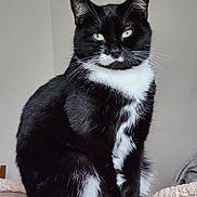 Kuro a rejoint le concours — aidez-le/la à gagner de superbes lots ! cat, tuxedo_cat, black_and_white, green_eyes, pet, animal, feline, indoor, bed, cozy, fur, whiskers, portrait, sitting, cute, domestic_cat, looking_at_camera, soft_texture, calm, closeup