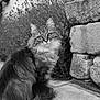 animal, black_and_white, calm, cat, closeup, feline, fluffy, garden, long_hair, majestic, nature, outdoor, pet, plants, portrait, quiet, sitting, stone_path, stone_wall, texture
