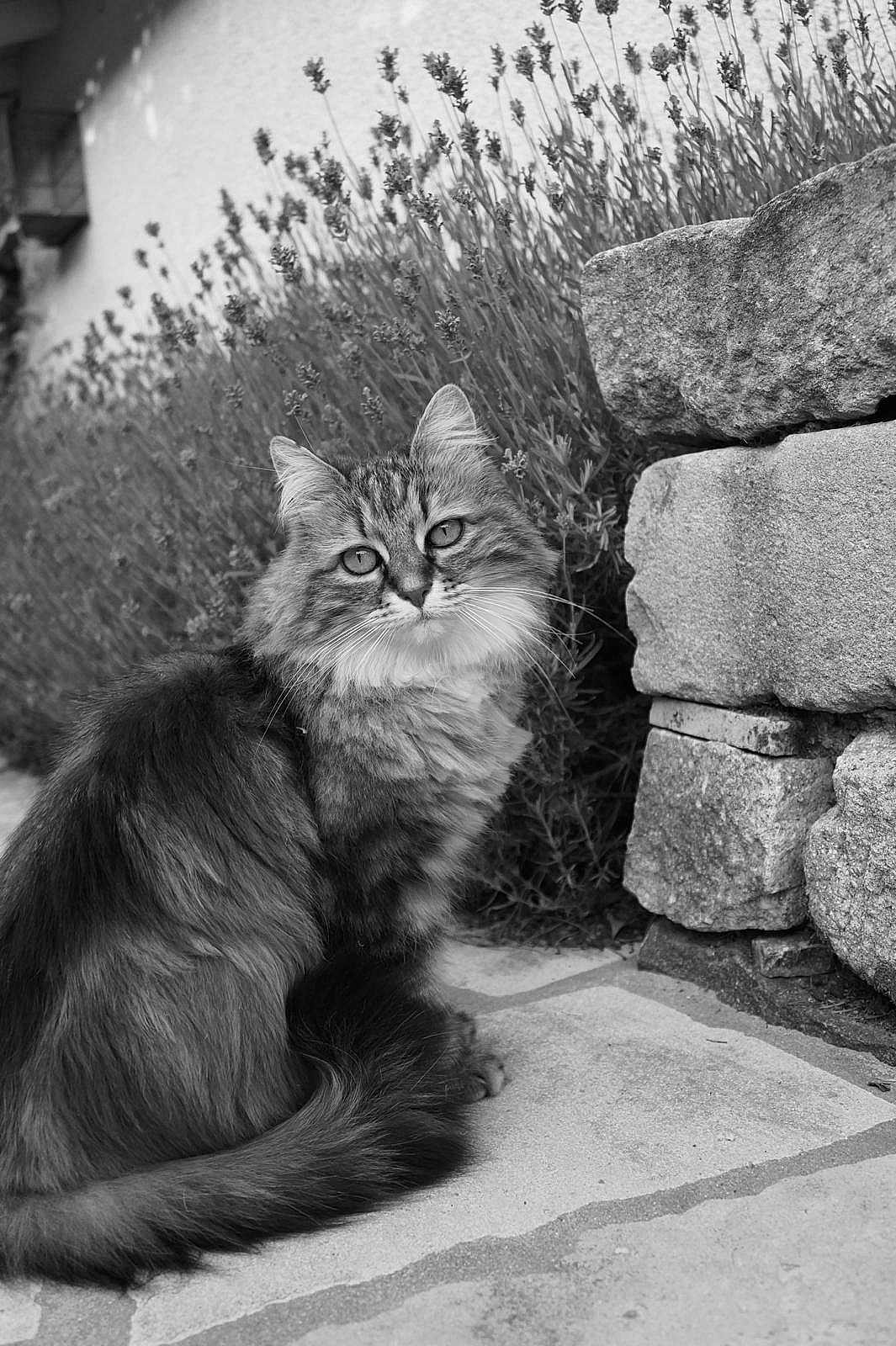 Lili participe au concours pour gagner de l'argent avec cette photo : animal, black_and_white, calm, cat, closeup, feline, fluffy, garden, long_hair, majestic, nature, outdoor, pet, plants, portrait, quiet, sitting, stone_path, stone_wall, texture