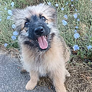 Boni participe au concours pour gagner de l'argent avec cette photo : animal, blue_flowers, canine, close_up, cute, dog, flowers, fluffy, fur, grass, happy, nature, outdoor, pet, playful, puppy, sitting, smiling, tongue_out, young_dog