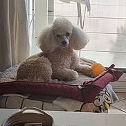 Lucky participe au concours pour gagner de l'argent avec cette photo : dog, poodle, pet_bed, orange_ball, window, curtain, blanket, basket, indoor, sunlight, floor, table, cozy, fur, paw, resting, animal, household, relaxed, toy