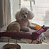 dog, poodle, pet_bed, orange_ball, window, curtain, blanket, basket, indoor, sunlight, floor, table, cozy, fur, paw, resting, animal, household, relaxed, toy