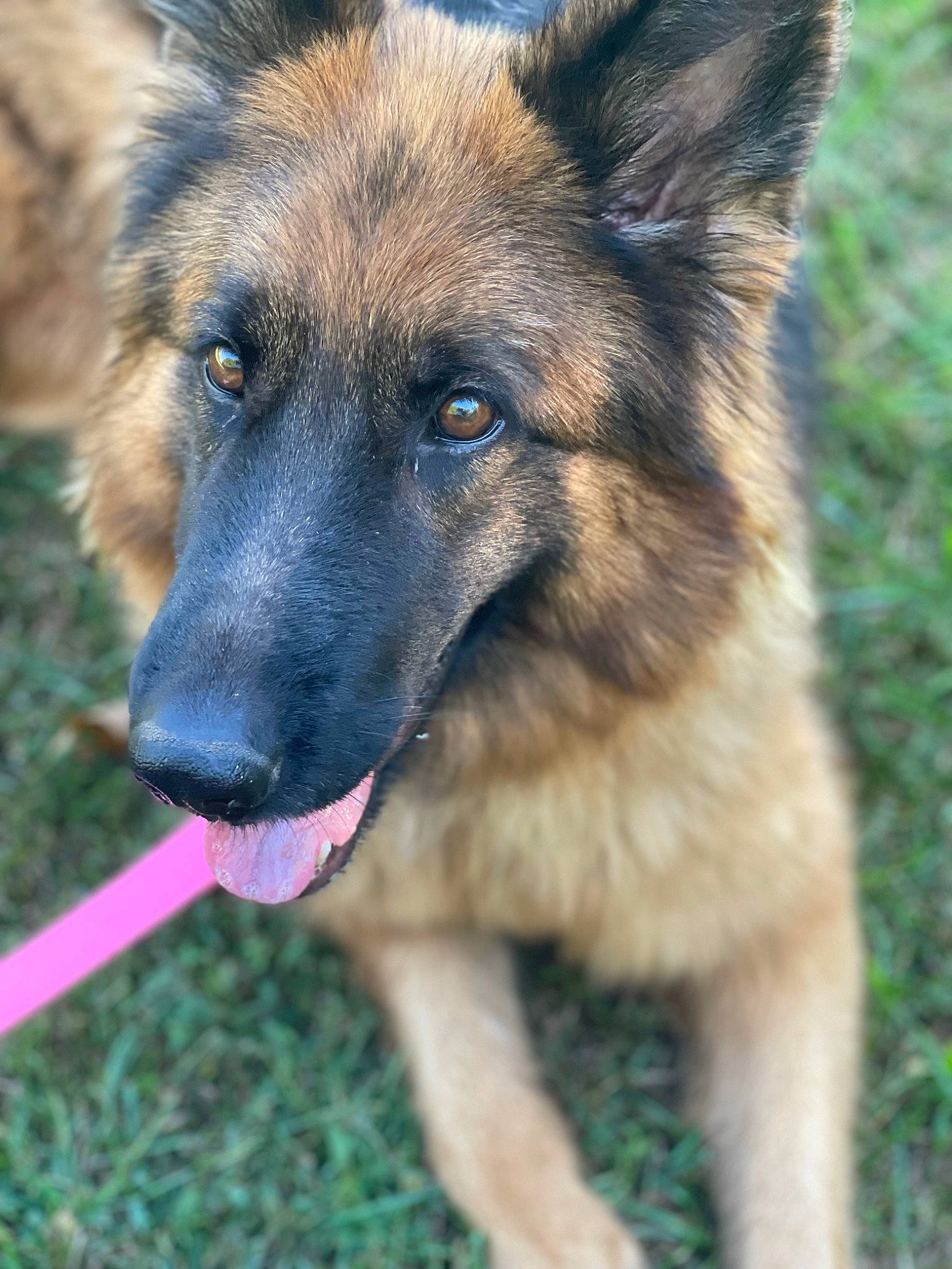 Saribe joined the competition — help win amazing prizes! biting, canidae, carnivore, companion_dog, dog, dog_breed, east_european_shepherd, eye, fawn, fur, german_shepherd_dog, grass, herding_dog, king_shepherd, old_german_shepherd_dog, plant, snout, sporting_group, terrestrial_animal, working_dog