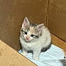 Asia is registered to the contest to win money with this photo: kitten, cat, animal, fluffy, fur, cream_fur, gray_stripes, blue_eyes, ears, whiskers, pink_nose, portrait, sitting, cardboard_box, box, white_pad, indoors, cute, pet, photography