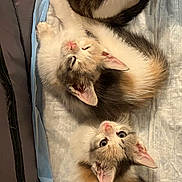Asia is registered to the contest to win money with this photo: kittens, cats, three_cats, fluffy, fur, calico, white_and_brown, sleeping, lying_down, upside_down, cute, adorable, animal, pet, kitten_faces, pink_noses, ears, puppy_pad, indoor, portrait