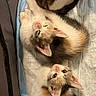 kittens, cats, three_cats, fluffy, fur, calico, white_and_brown, sleeping, lying_down, upside_down, cute, adorable, animal, pet, kitten_faces, pink_noses, ears, puppy_pad, indoor, portrait