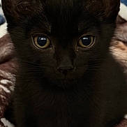 Fin joined the competition — help win amazing prizes! black_kitten, cat, close_up, yellow_eyes, fur, pet, animal, blanket, cozy, soft_texture, indoor, cute, young_cat, whiskers, ears, face, portrait, looking_at_camera, domestic_cat, feline